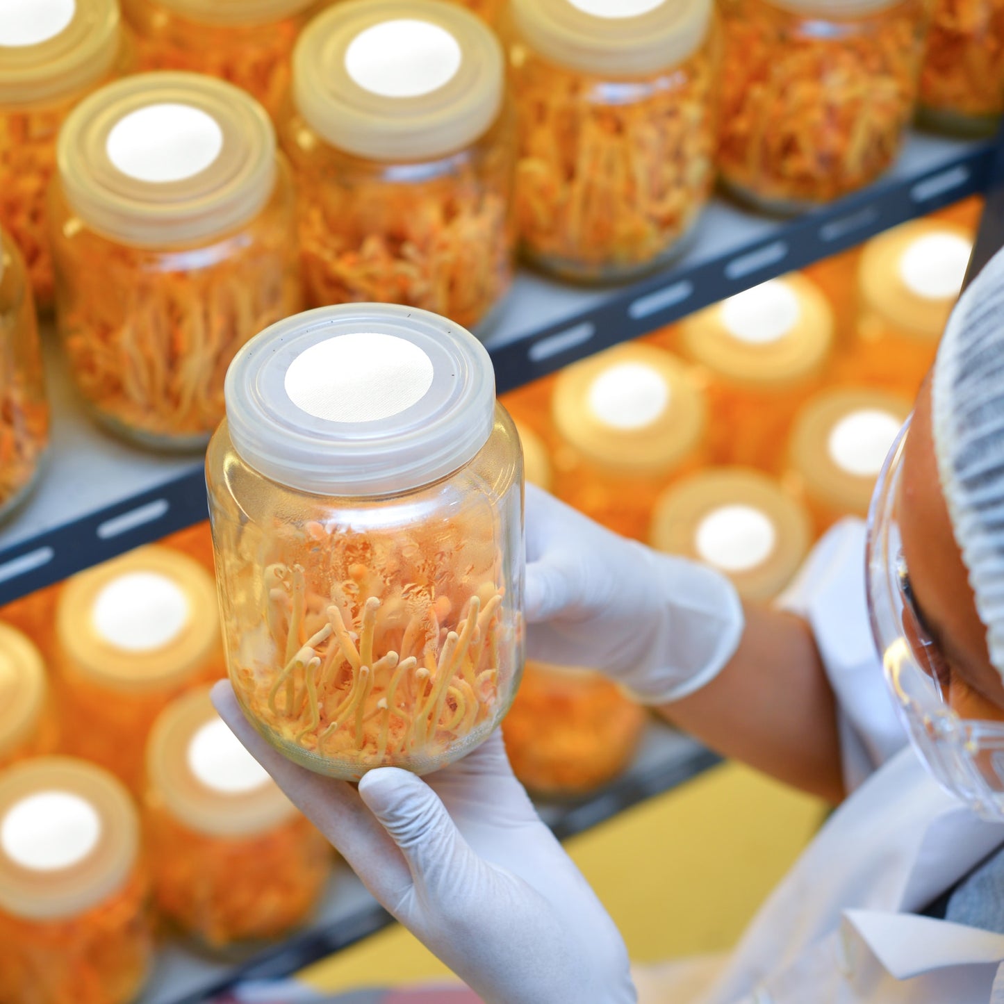 Synthetic Filter Paper Stickers 65mm 84mm 90mm 0.2 μm Filter Disc Mushroom Applied Under for Mushroom Cultivation